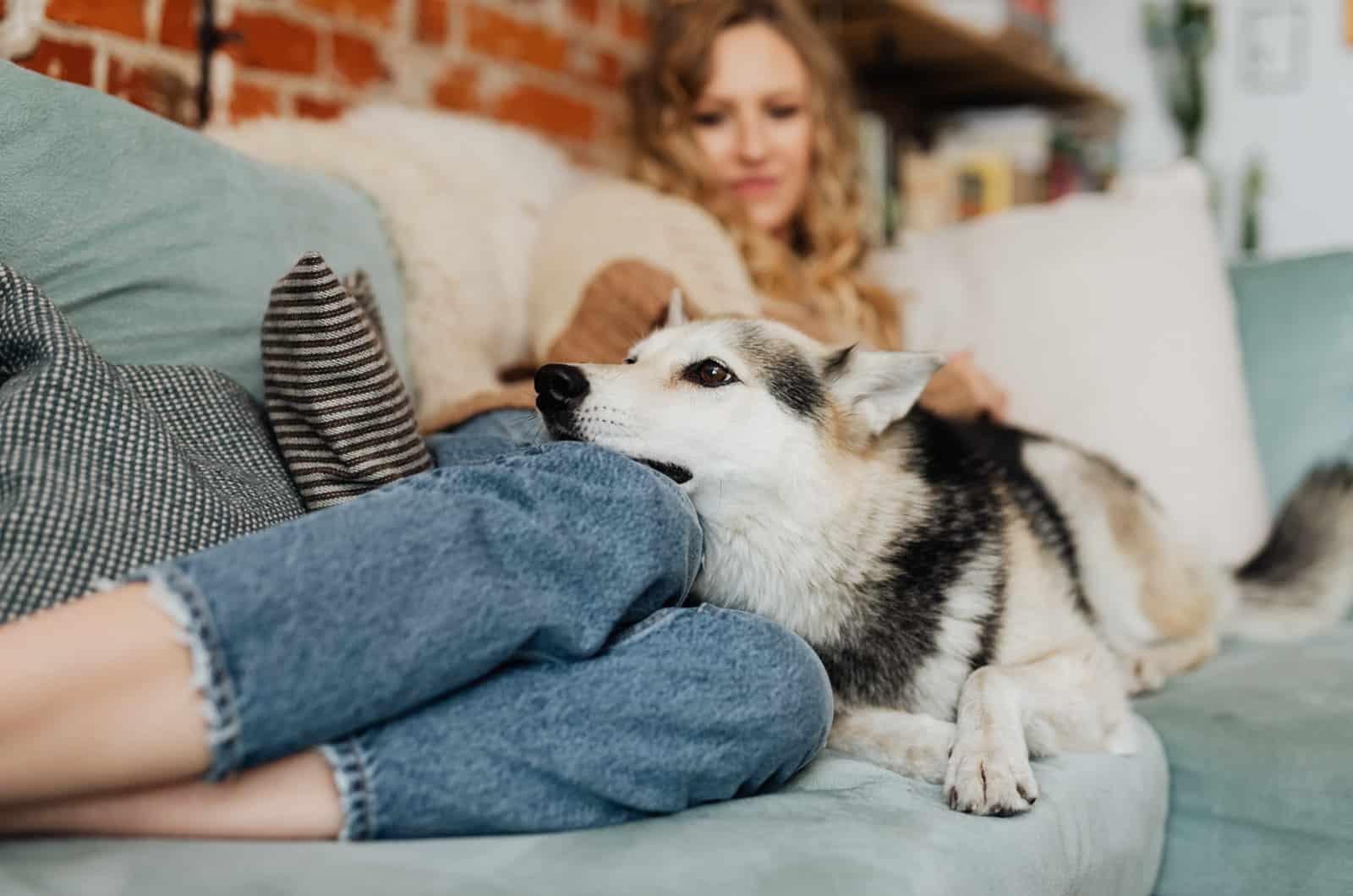dog resting on woman's lap