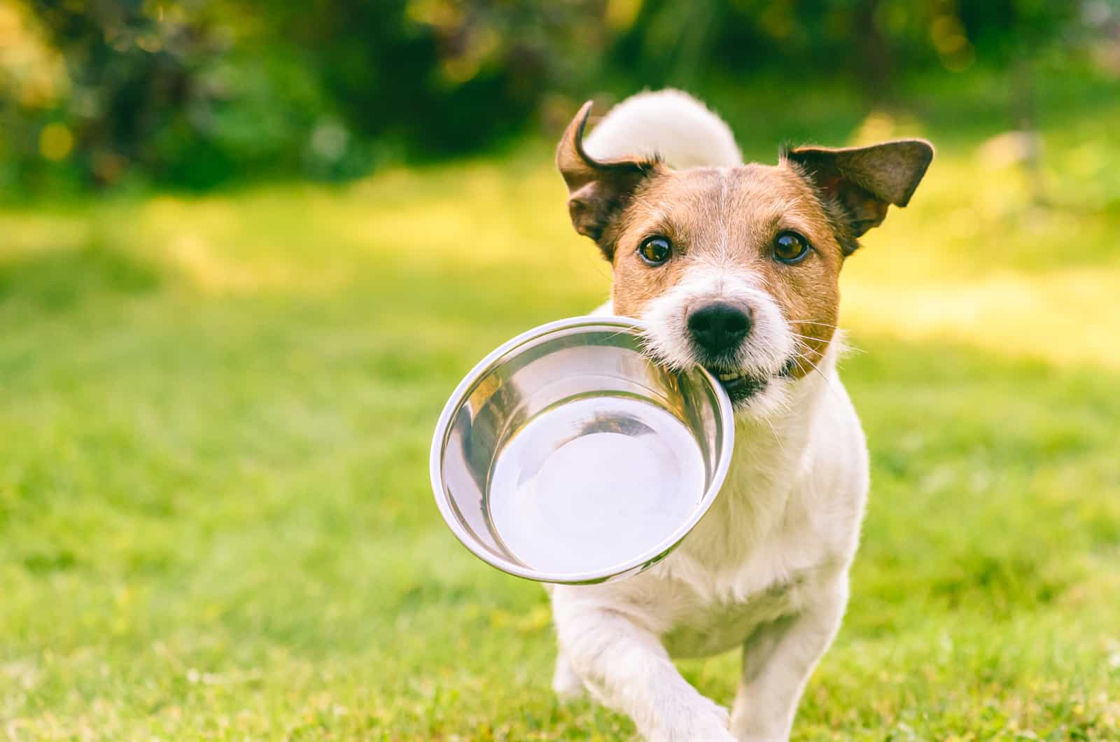 dog running outside with bowl in his mouth