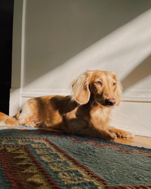 Why Do Dogs Like To Lay In The Sun? Understanding Your Pooch