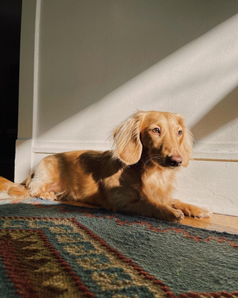 Why Do Dogs Like To Lay In The Sun? Understanding Your Pooch