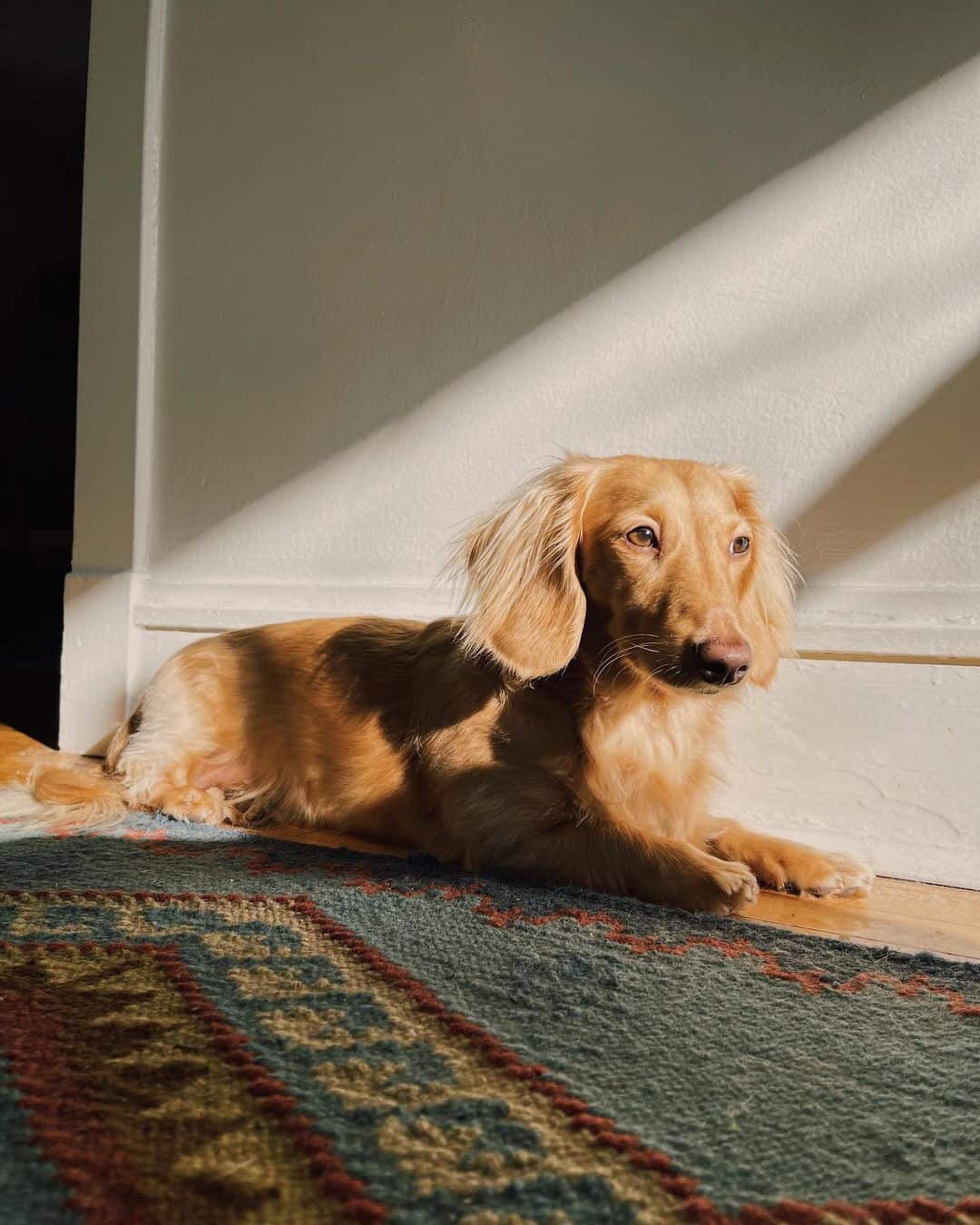 dog sits by the window