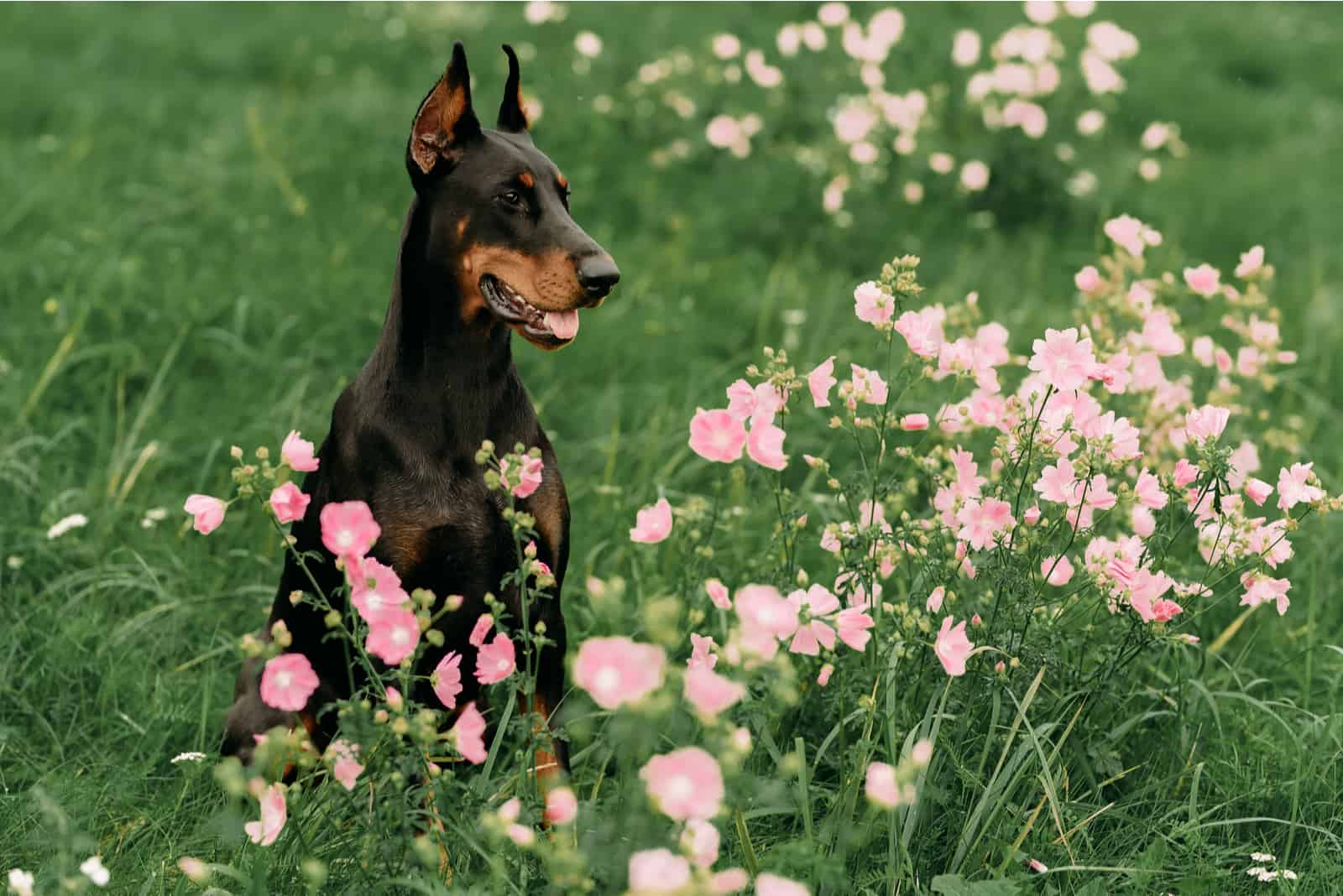 dog sitting in grass with flowers