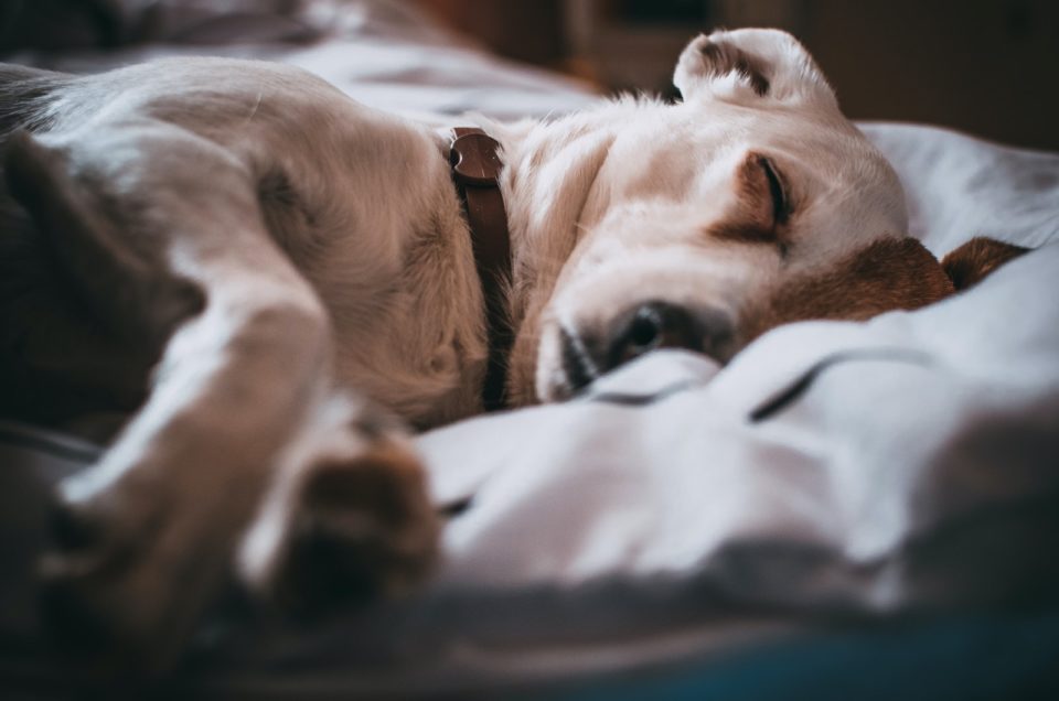 Why Does My Dog Sleep Between My Legs? 10 Reasons