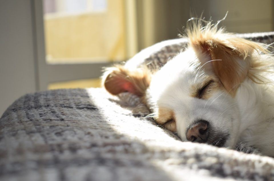 Do Dogs Get Period Cramps? All About Dogs In Heat