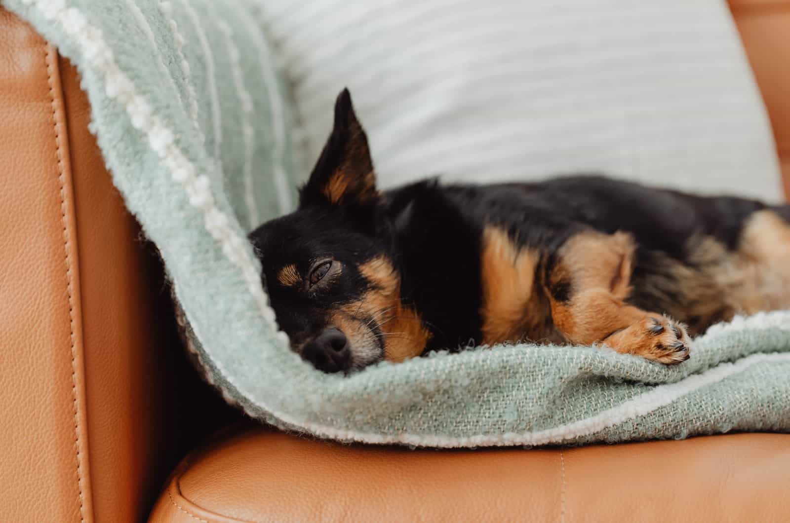 dog sleeping on couch