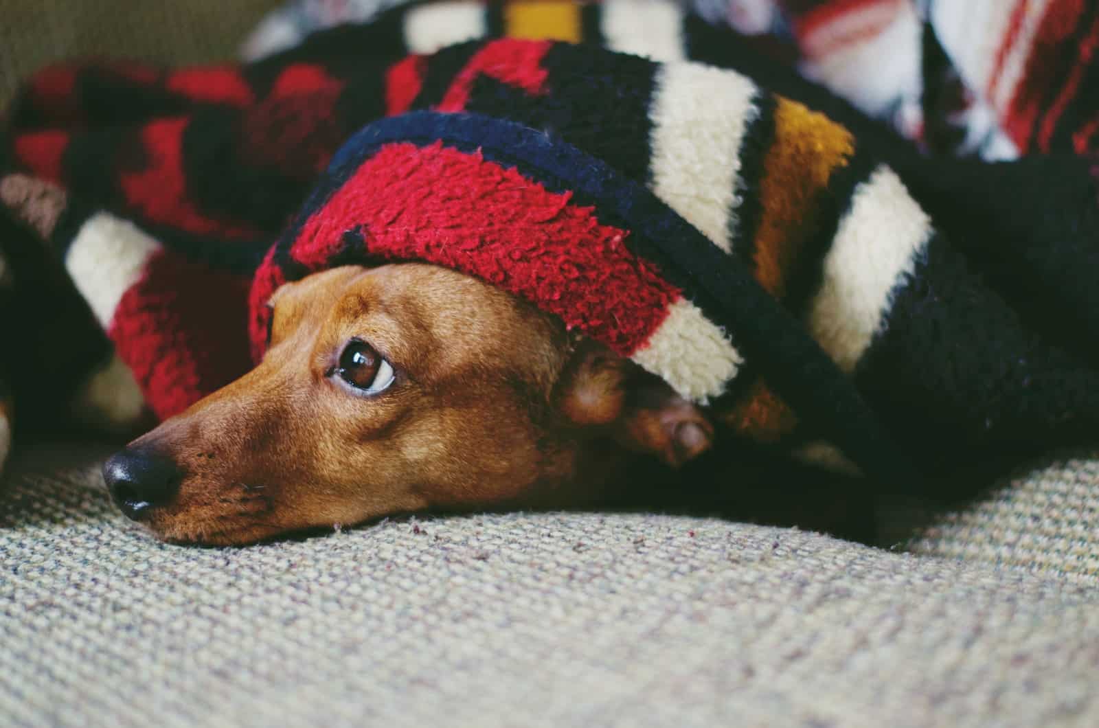 dog sleeping under the covers