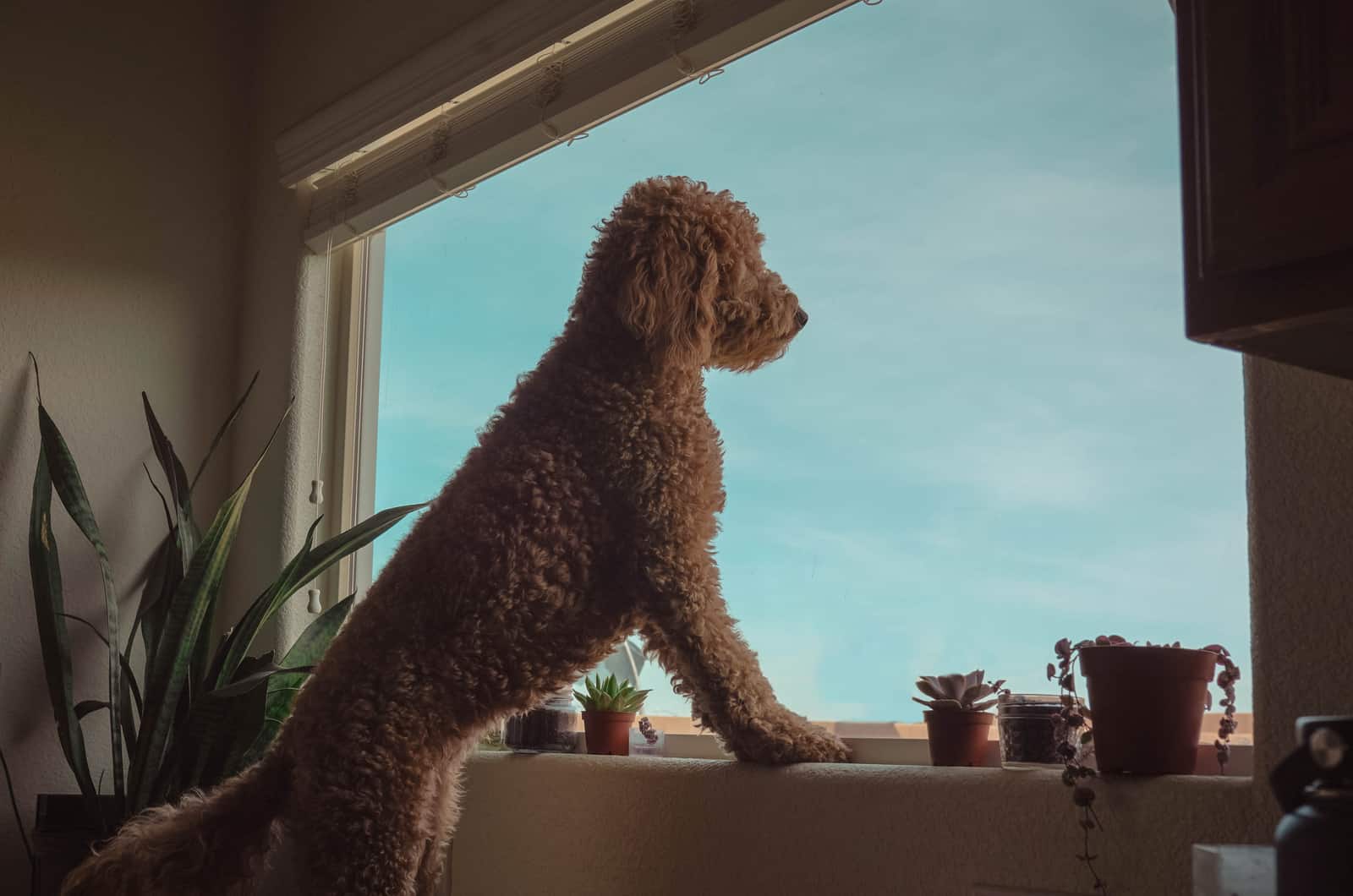 dog standing looking into distance