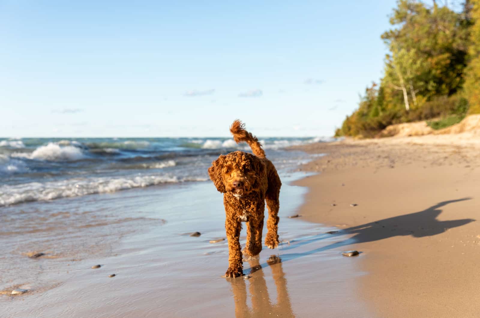 dog walking outside on beach