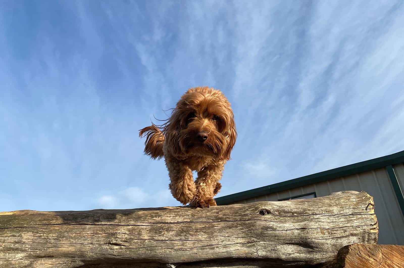 dog walking towards camera 