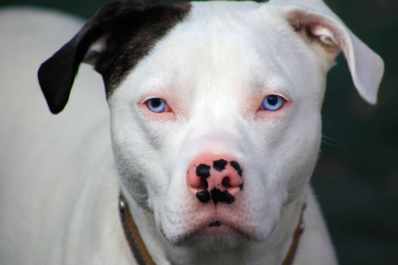 dog with blue eyes looking at camera