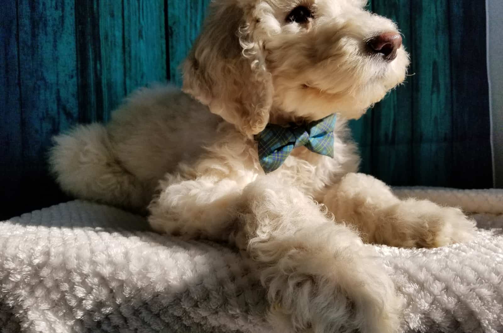 dog with bow lying looking up