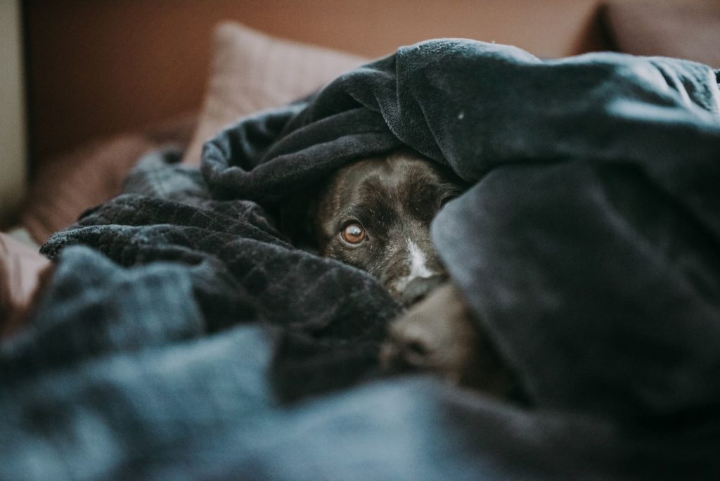 Why Does My Dog Sleep Under the Covers? 9 Reasons
