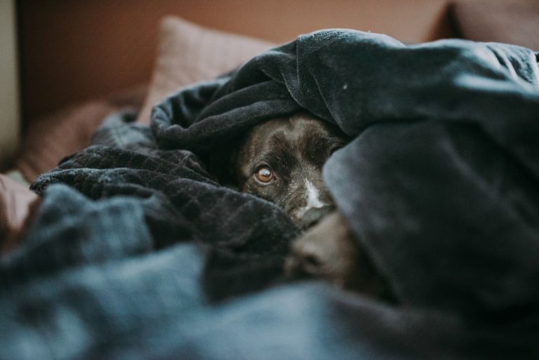 Why Does My Dog Sleep Under the Covers? 9 Reasons