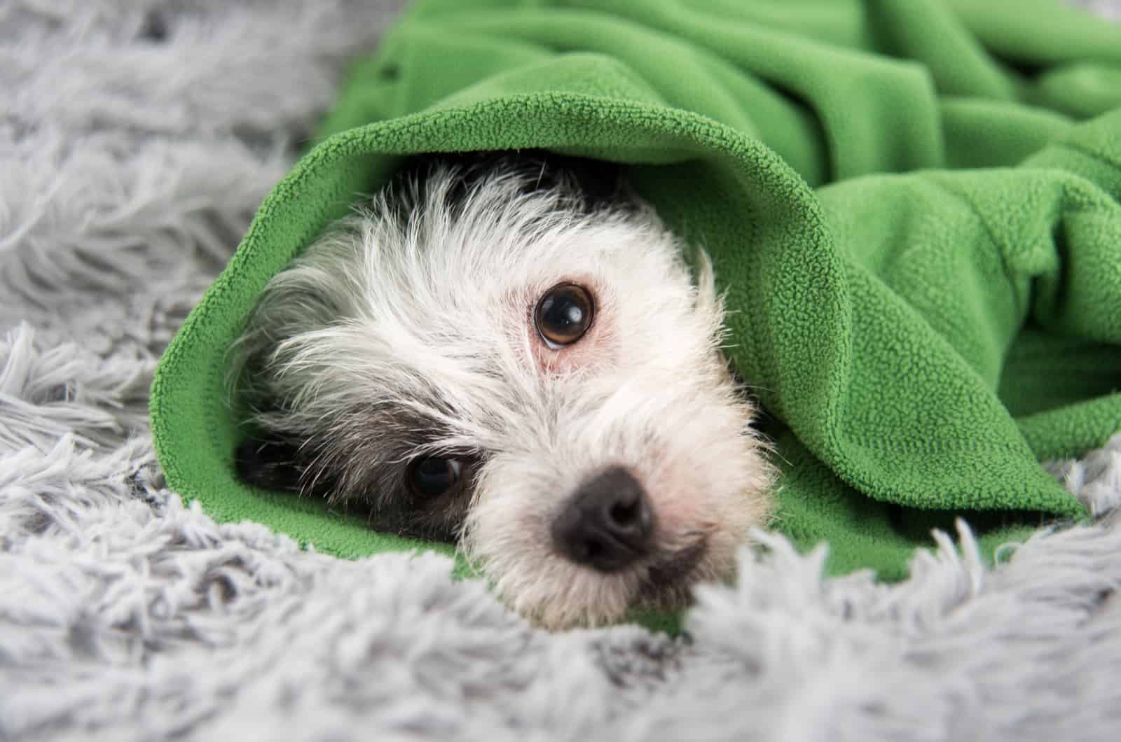 dog wrapped in green blanket