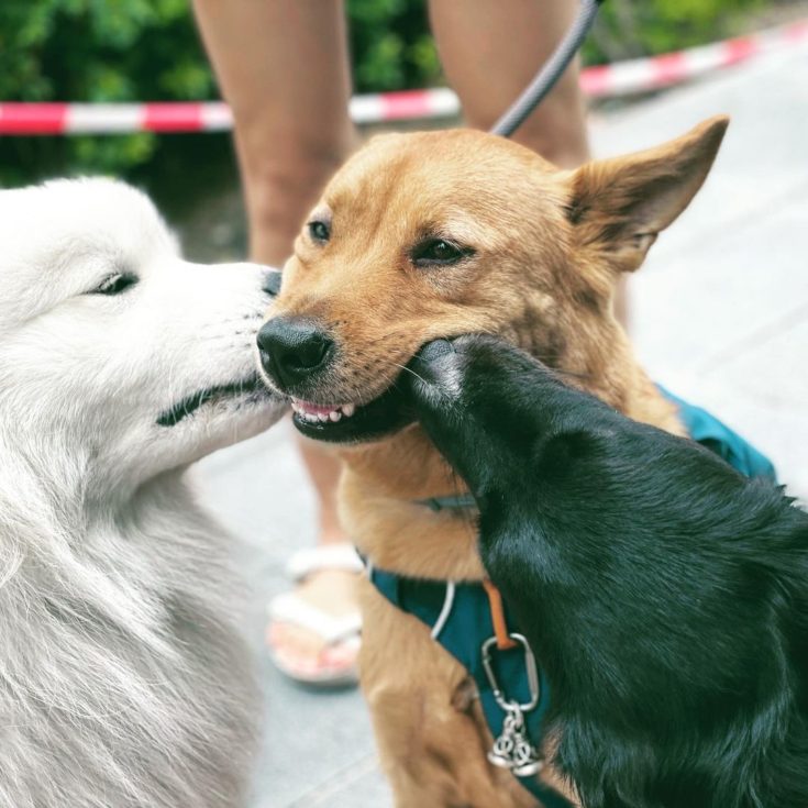 Why Do Dogs Lick Other Dogs' Ears? Here Are The Answers