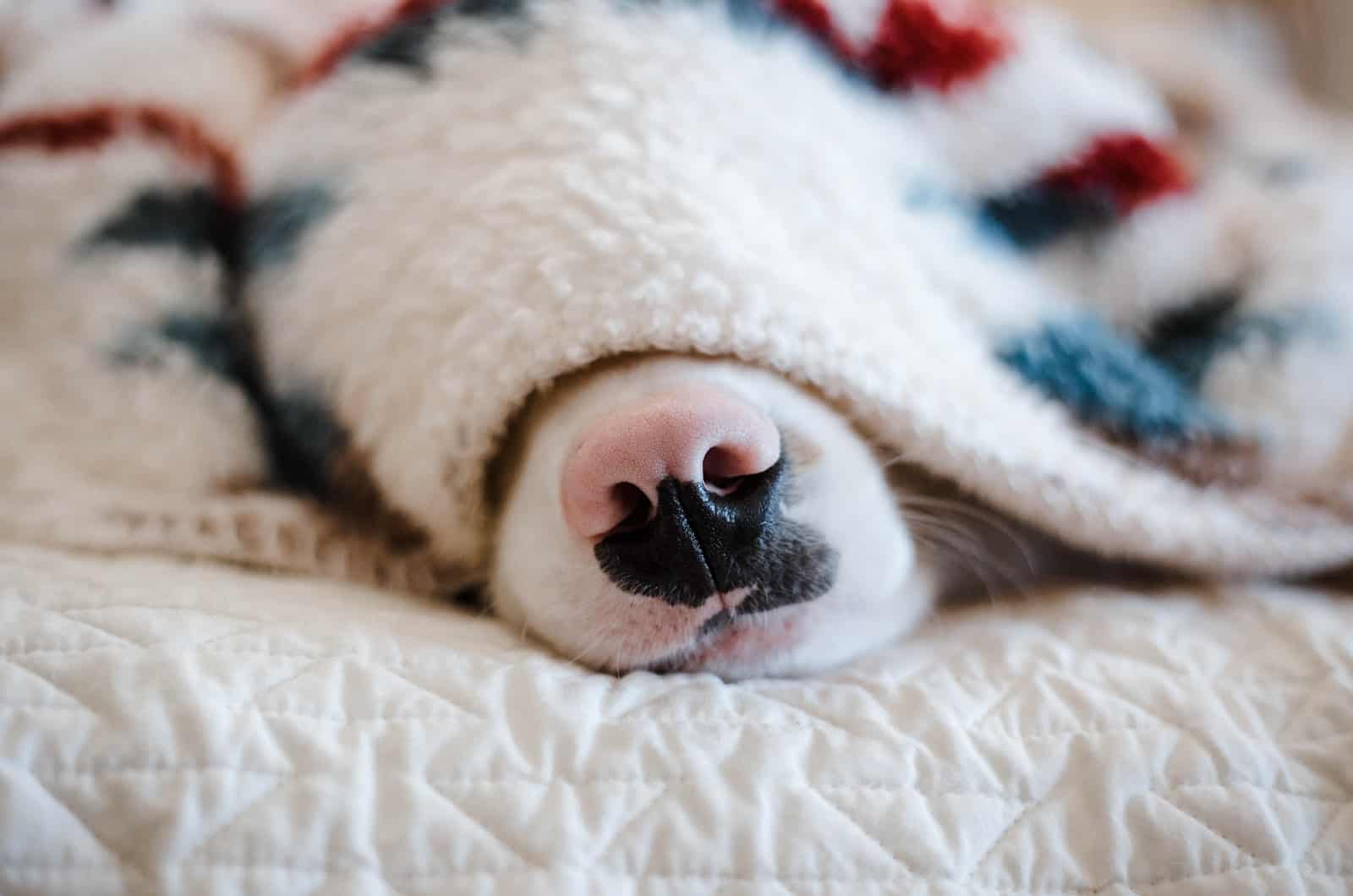 dog's nose peeking through a blanket