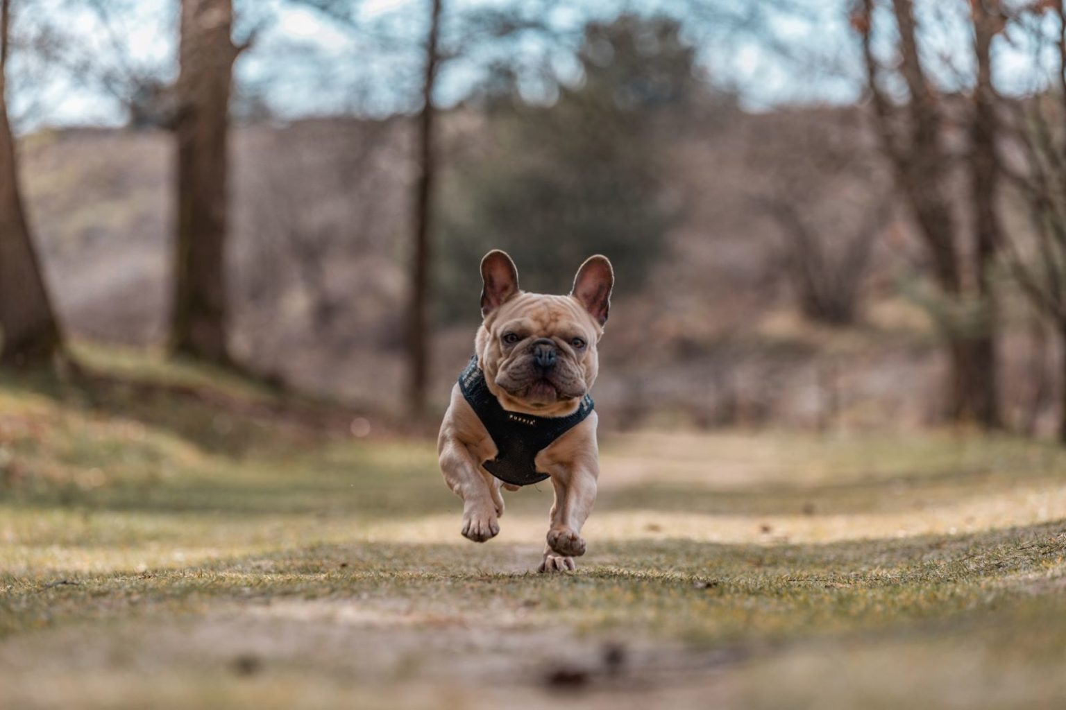 10 Best Collars For French Bulldogs The Ultimate Guide