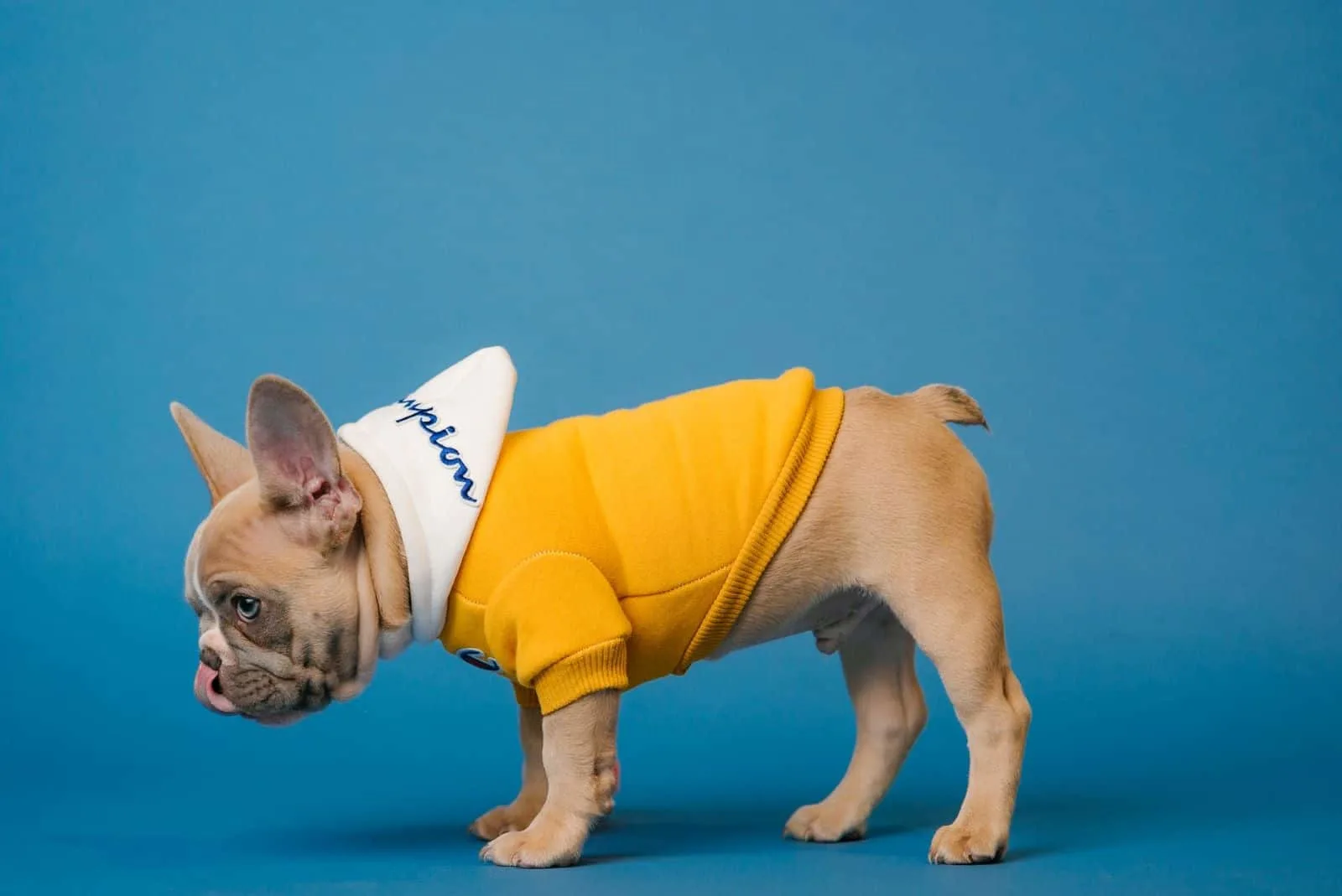 french bulldog wearing clothes