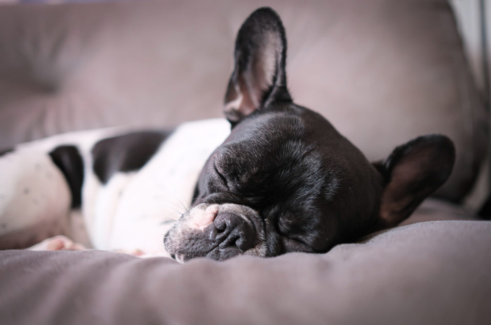 10 Best Dog Beds For French Bulldogs: Our Favorite Picks