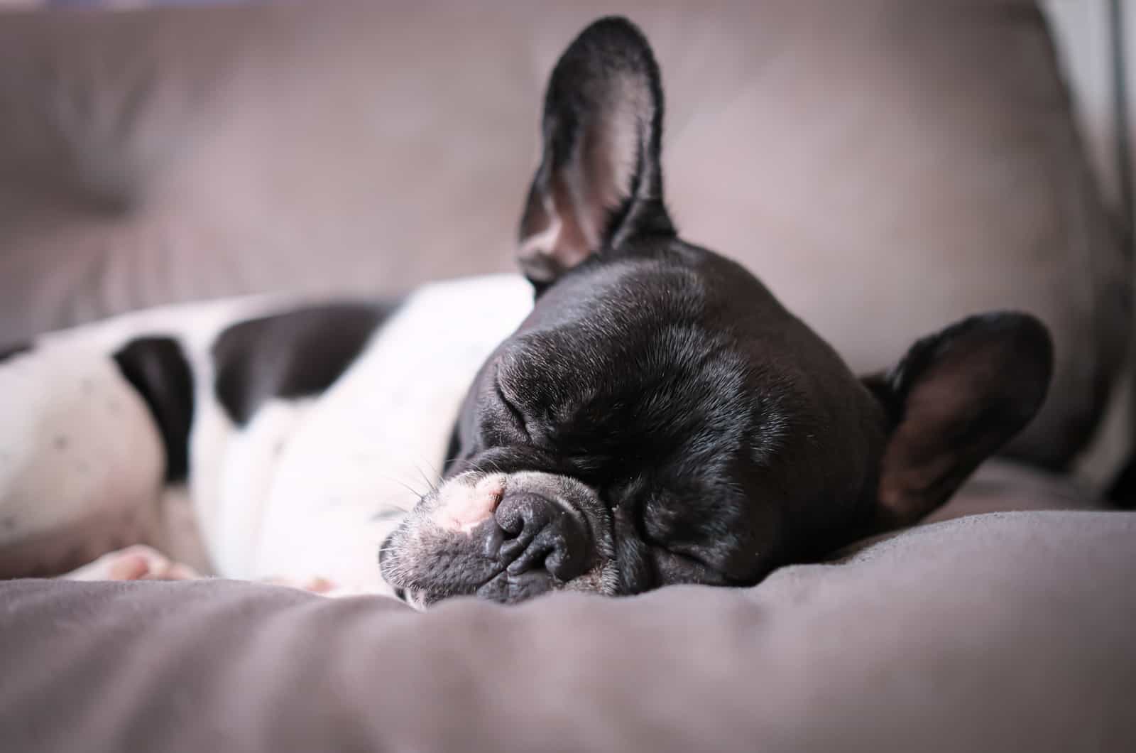 frenchie sleeping