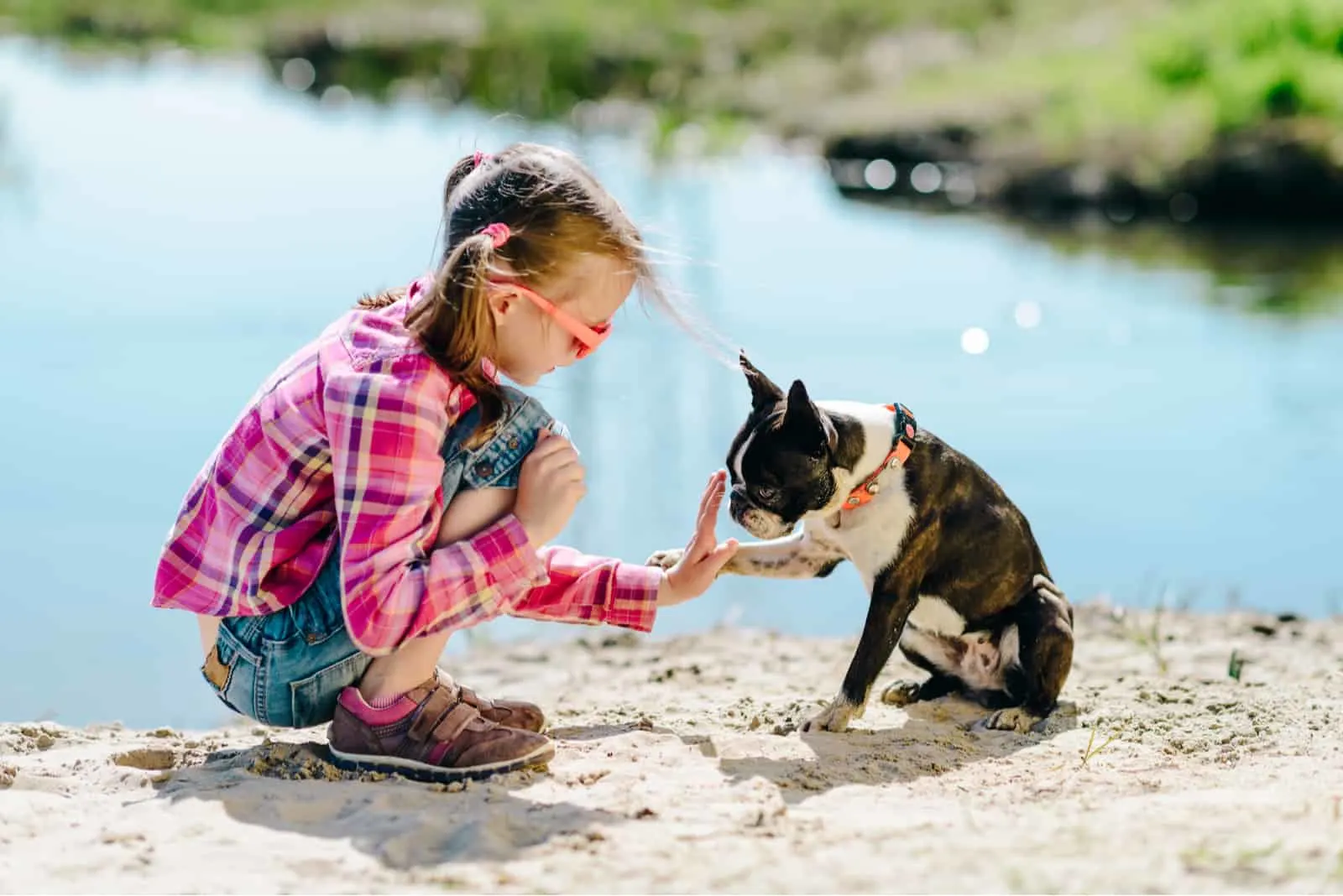 are male or female boston terriers more affectionate