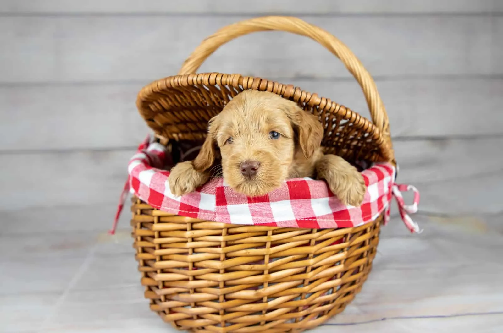 golden puppy peeking from basket