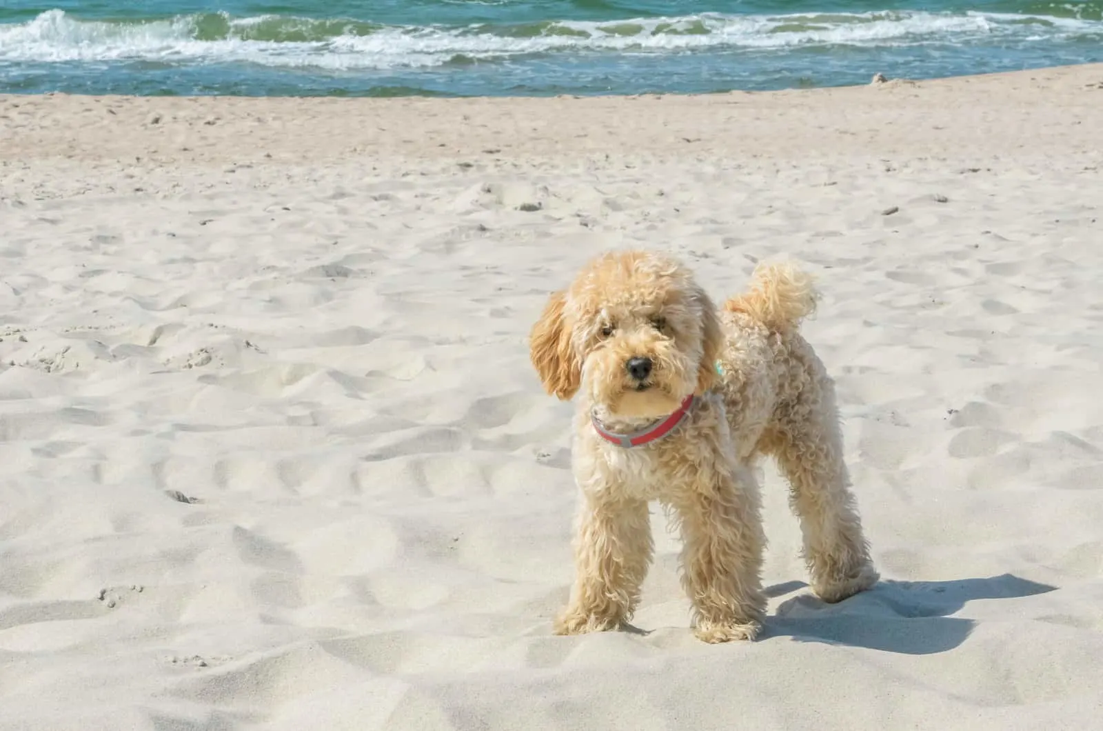 goldendoodle on beach standing