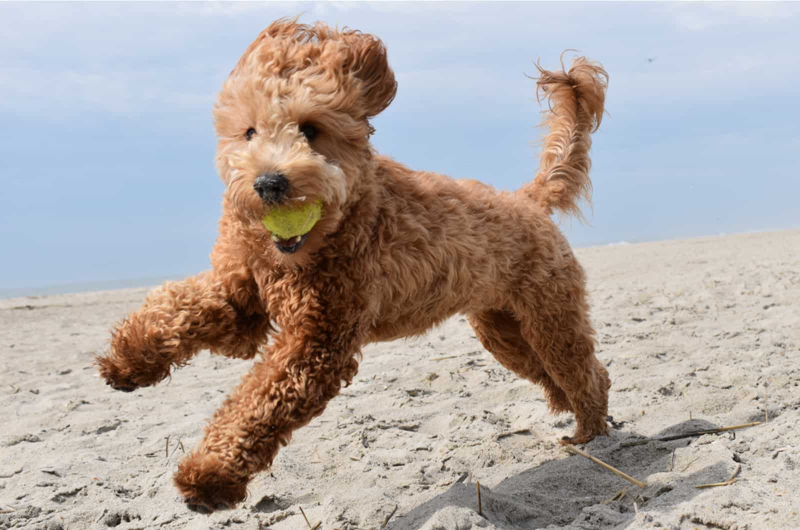 goldendoodle playing fetch with ball on beach