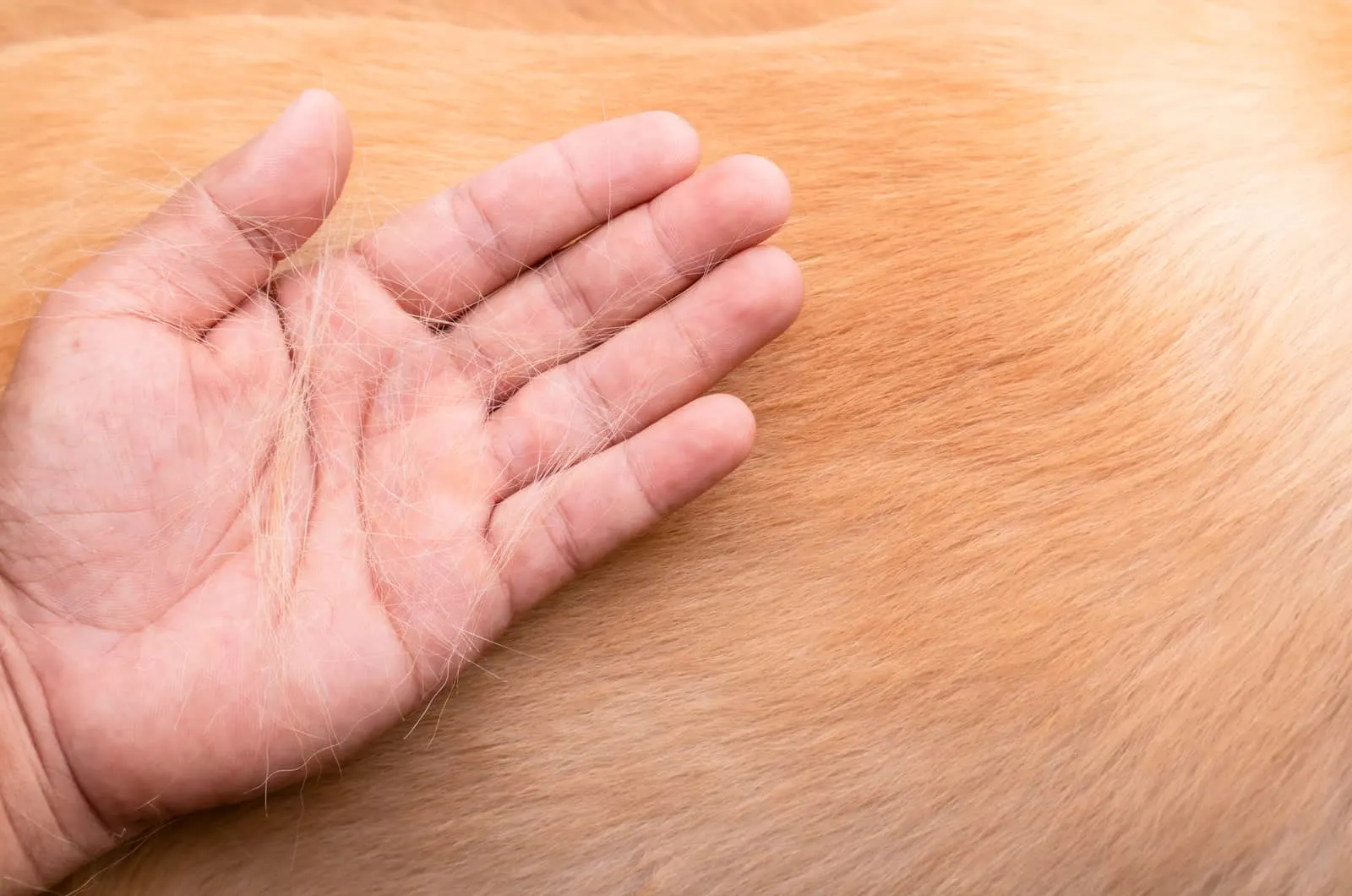 hand holding dog hair