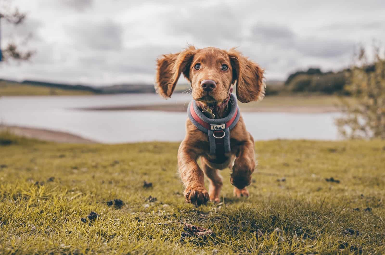 happy dog running towards the camera