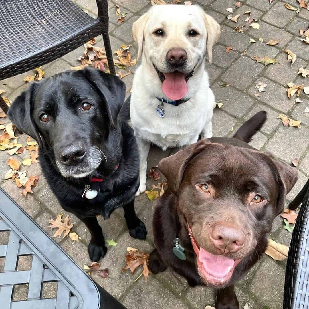 happy dogs