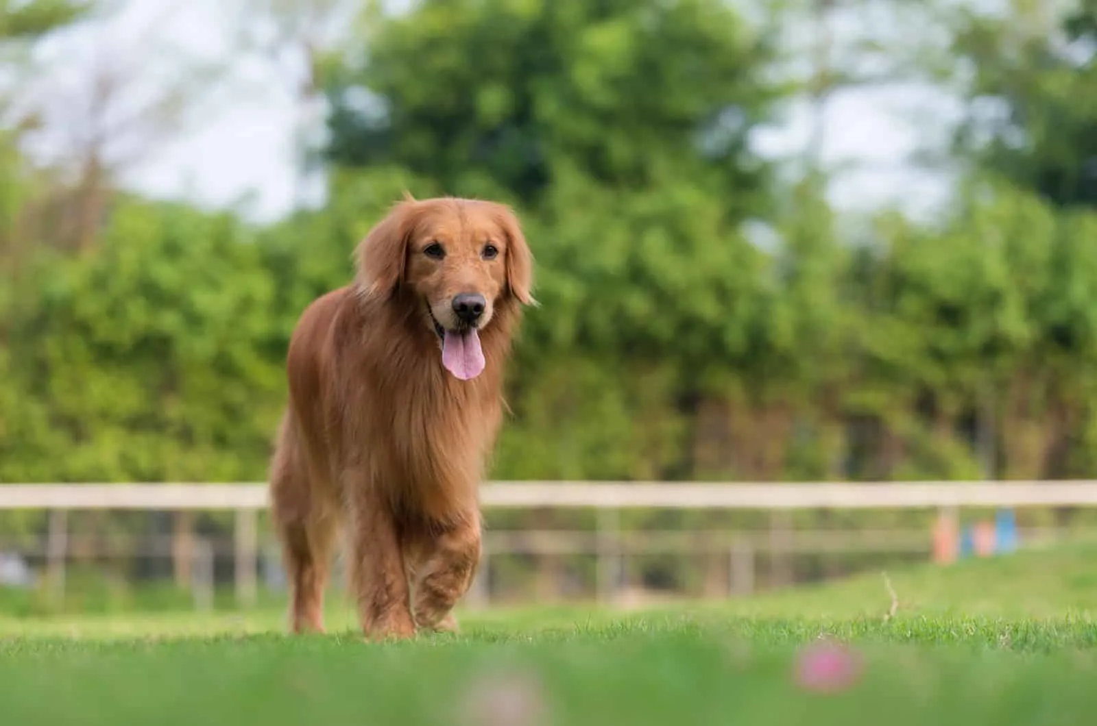 happy golden retriever playing outdoors