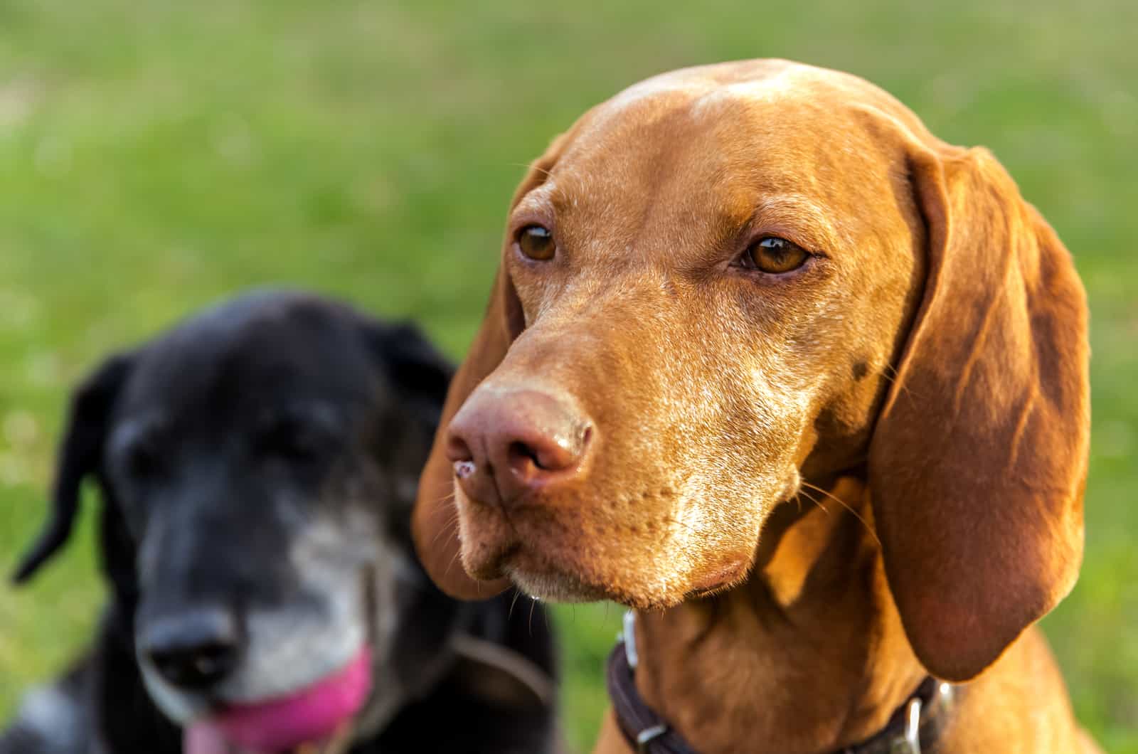 hungarian hound portrait looking into distance