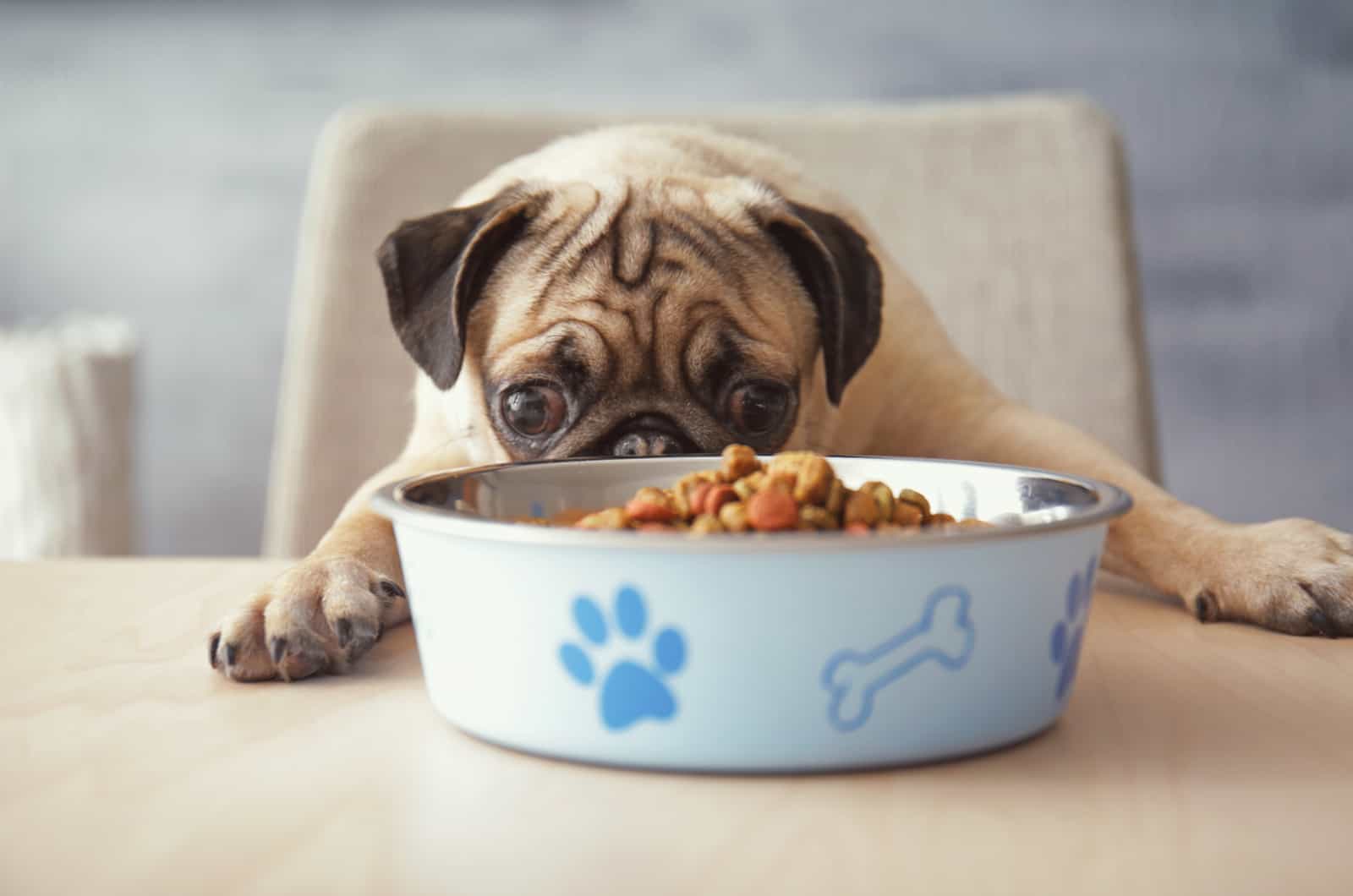 hungry dog looks at his bowl with food