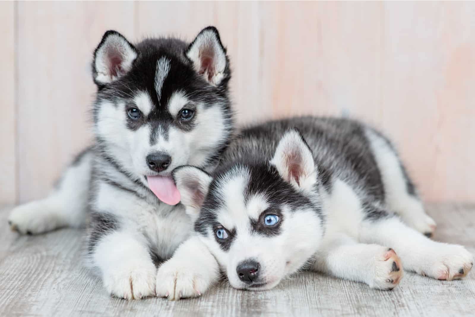 huskies laying on floor