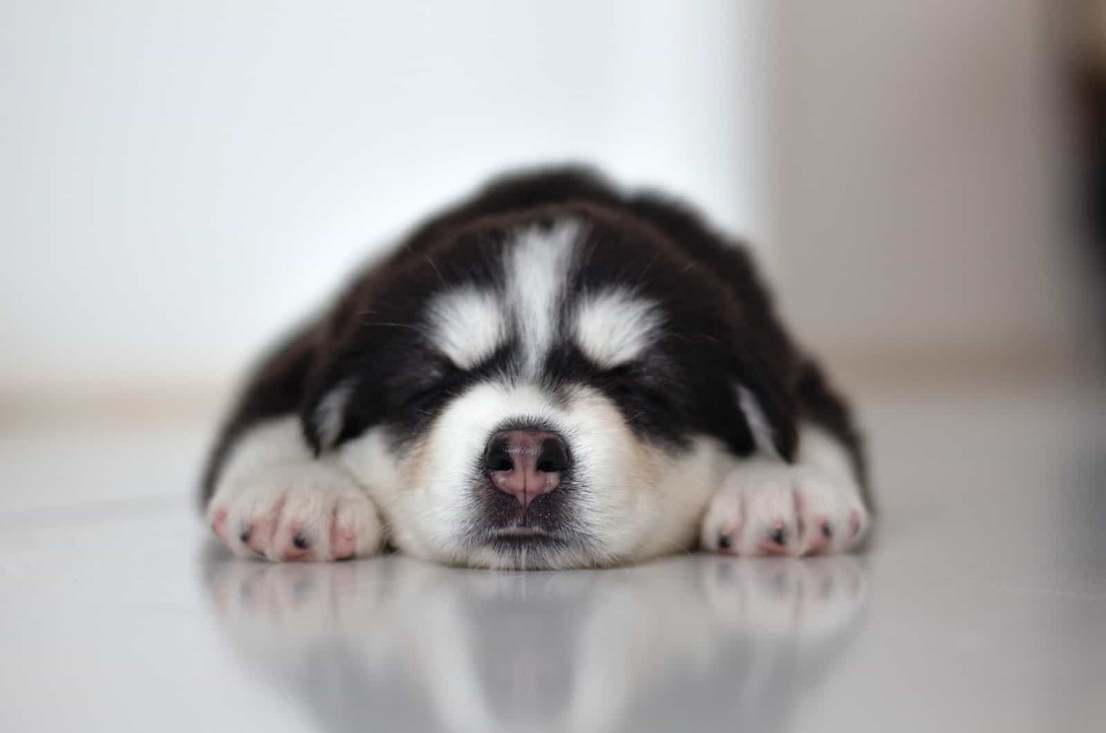 husky puppy sleeping