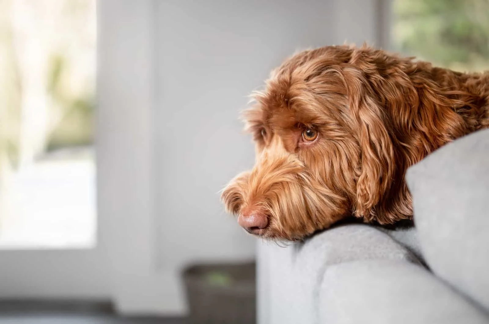 labradoodle on couch inside side profile