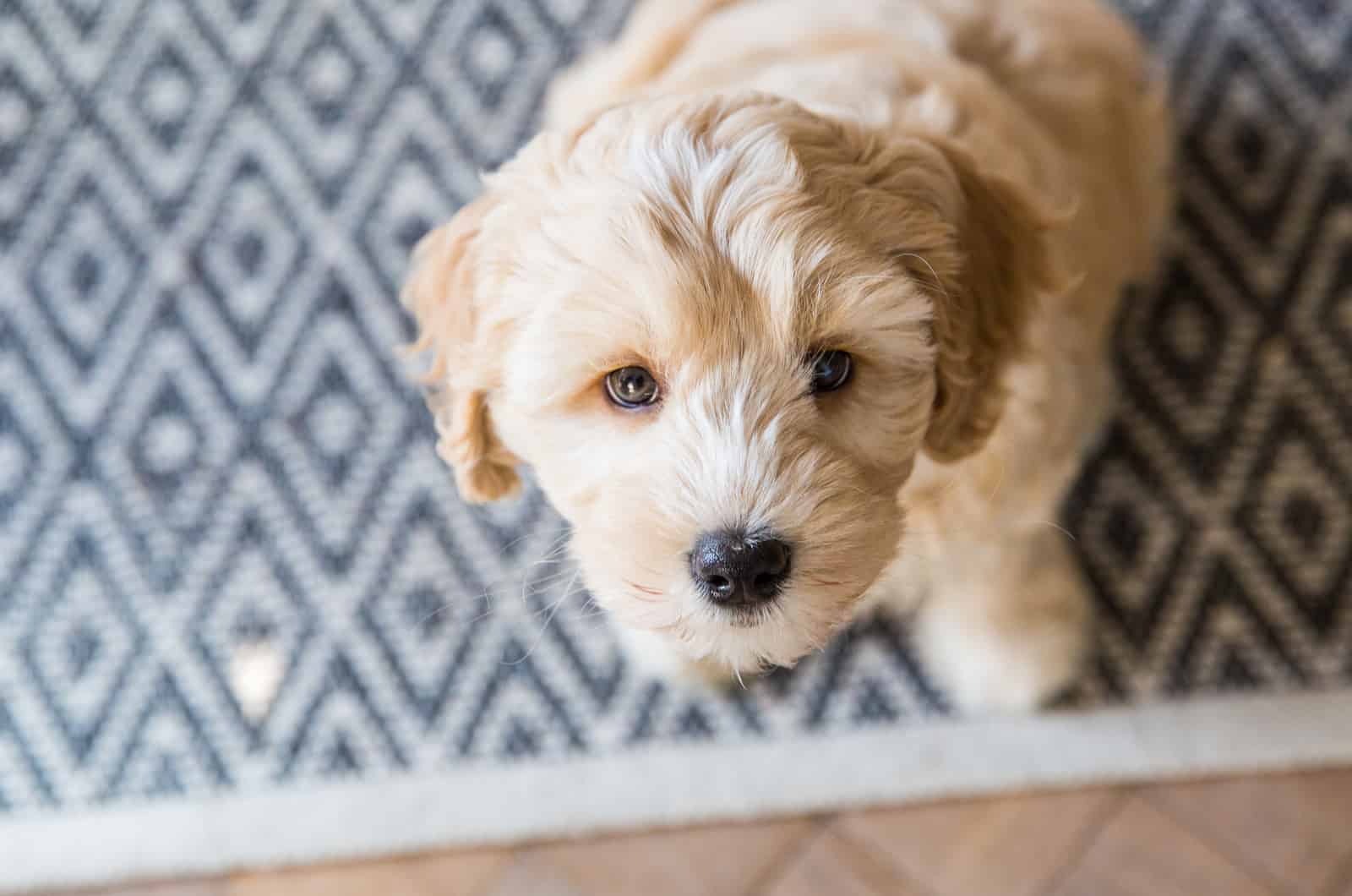 labradoodle puppy looking up