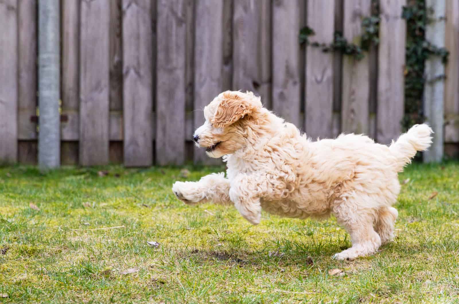 labradoodle puppy playing in garden