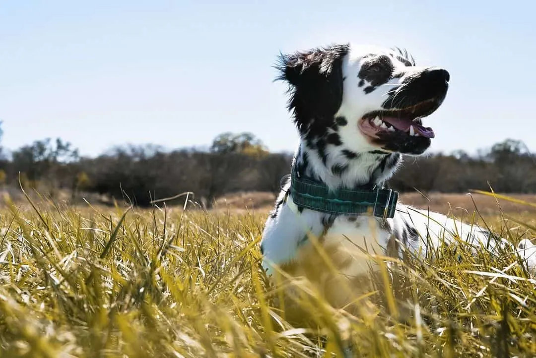 long-haired dalmatian in a field
