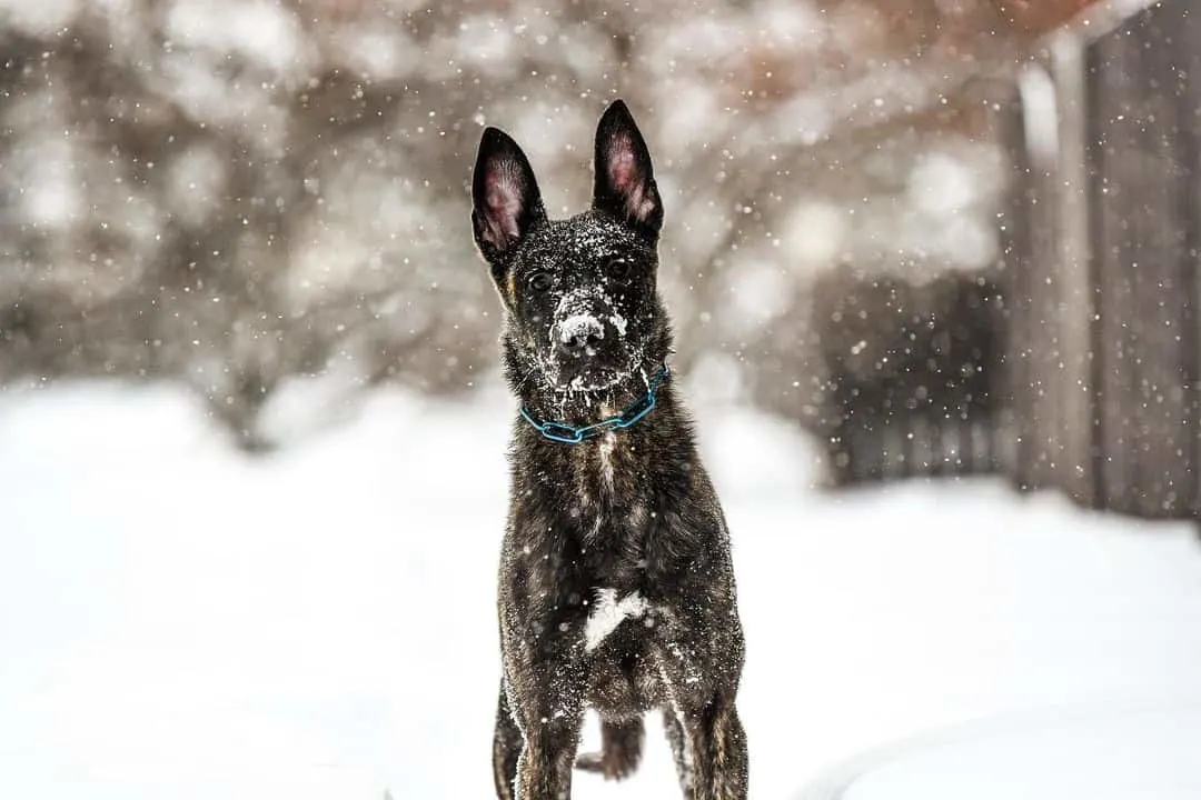 malinois in snow