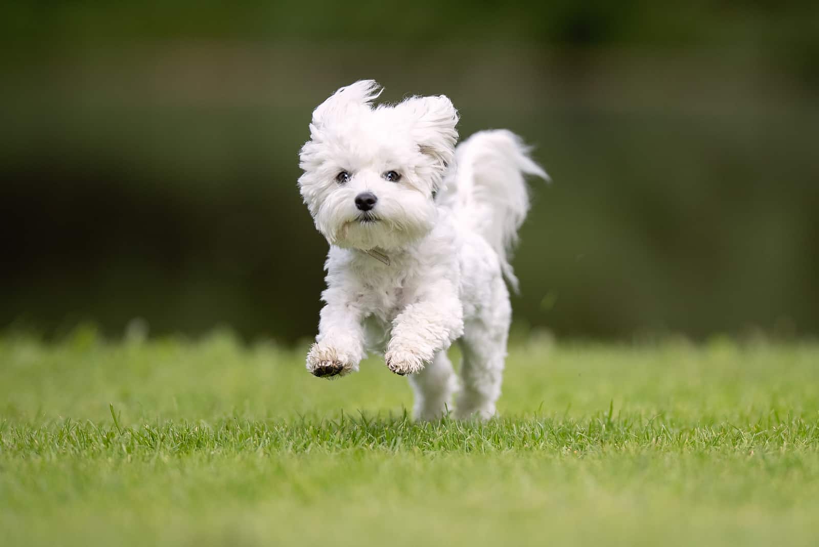 maltese dog running outside on grass