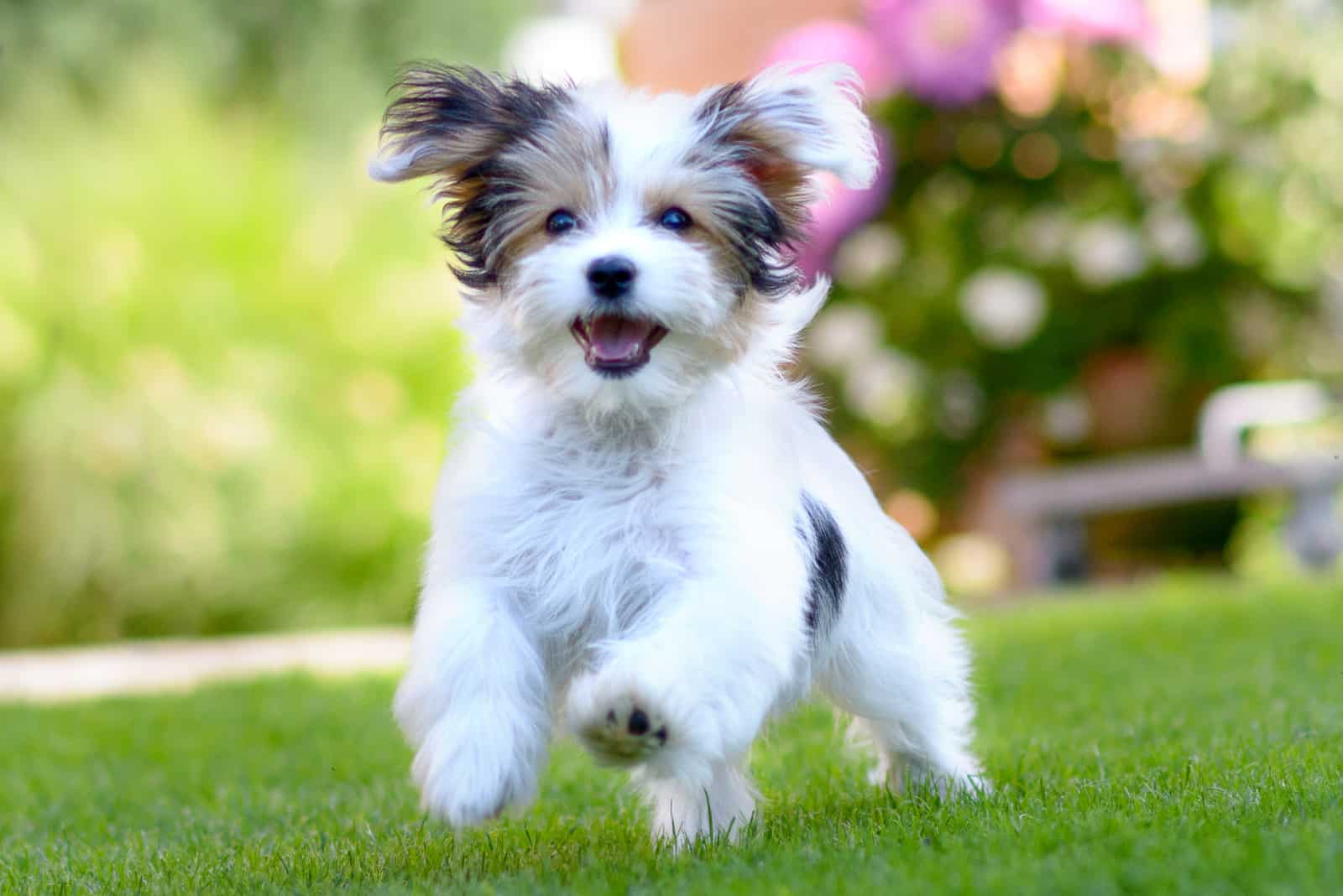 maltese puppy running outside on grass