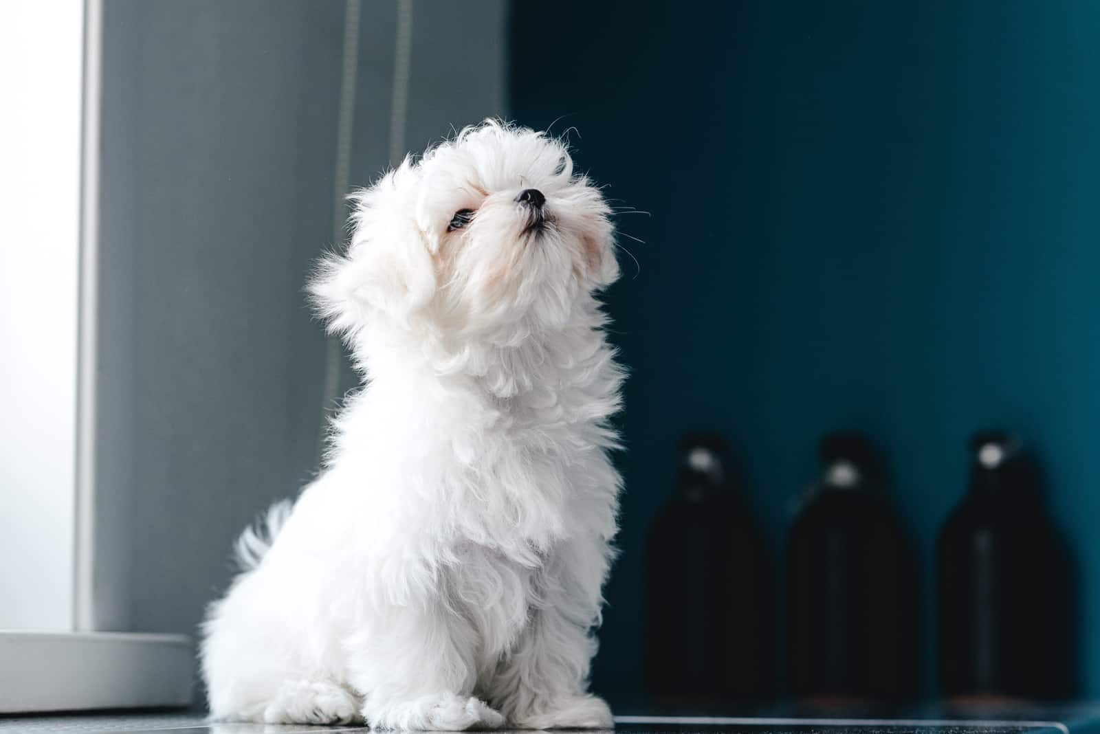 maltese puppy with dark blue background