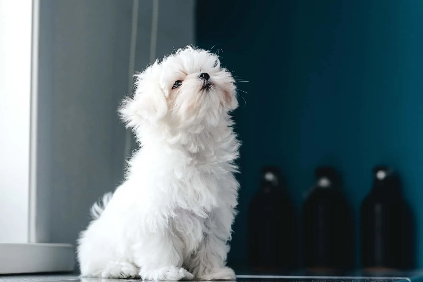 maltese puppy with dark blue background