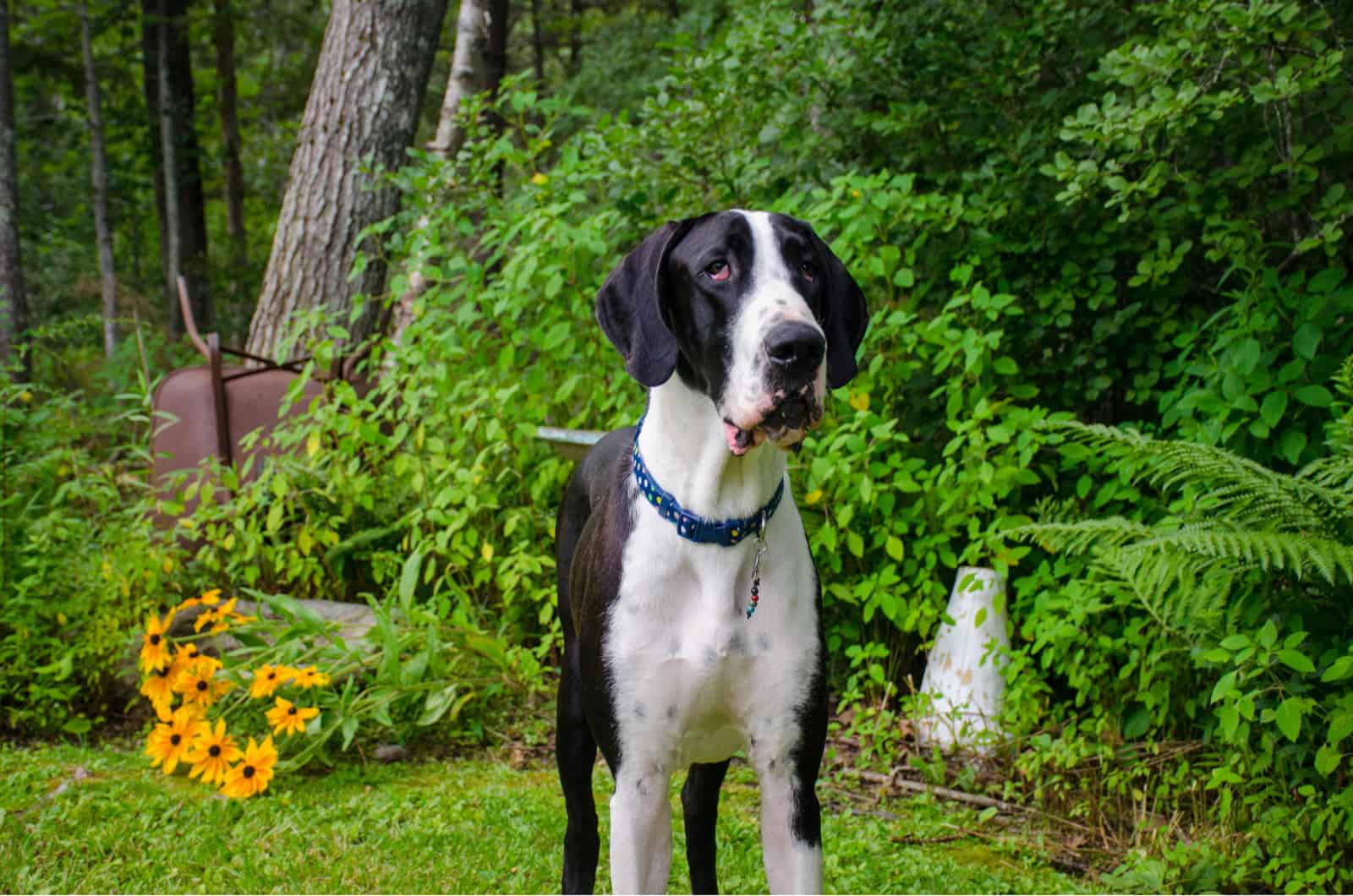 mantle great dane