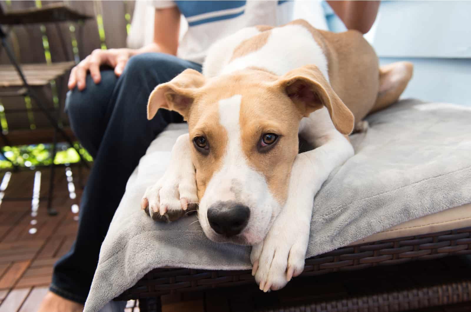 mixed-breed dog sits next to owner