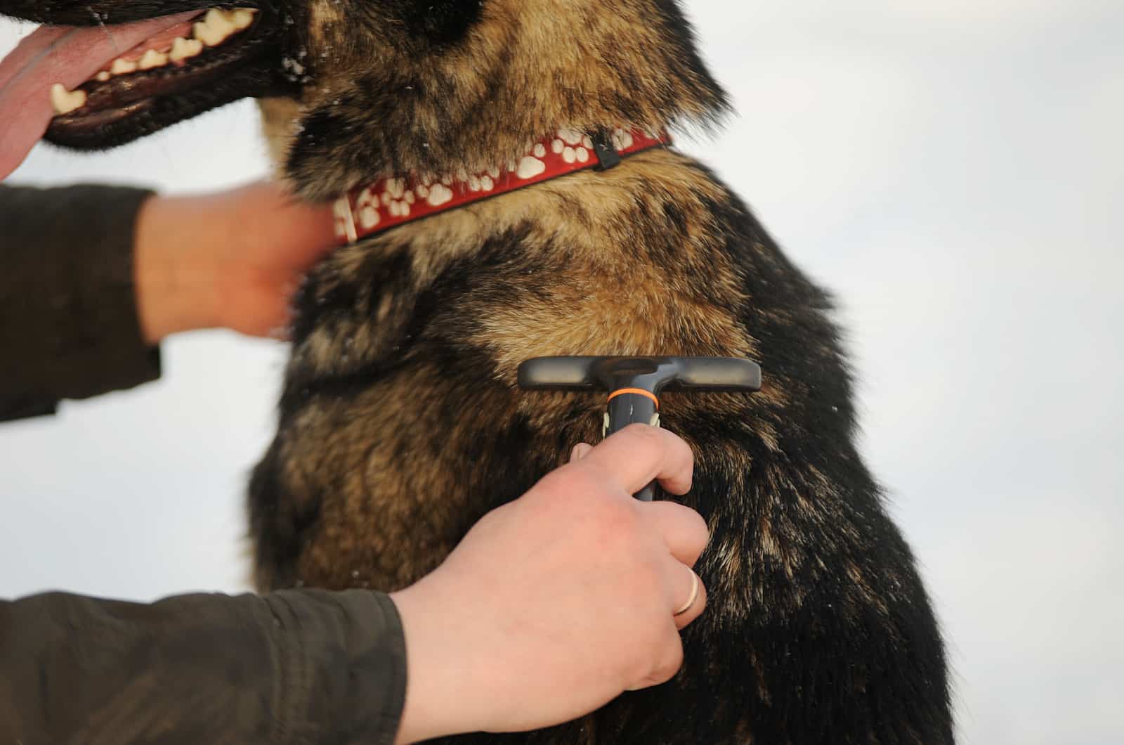 owner brushing through dogs fur
