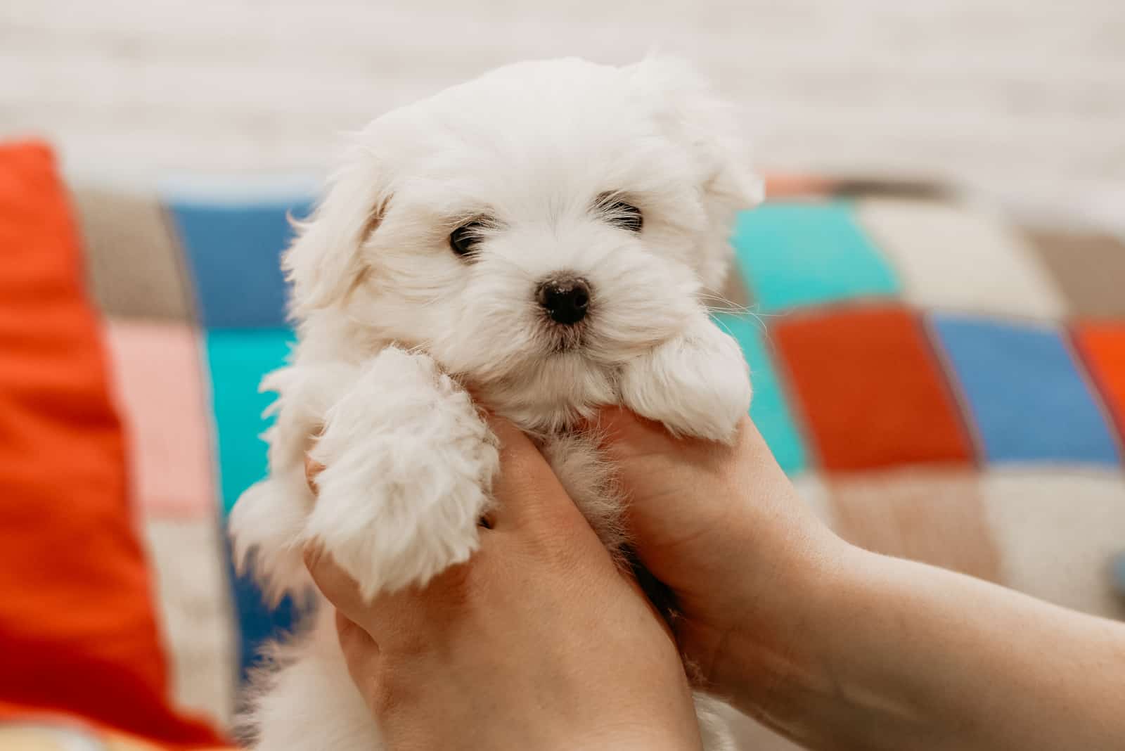 owner holding maltese dog