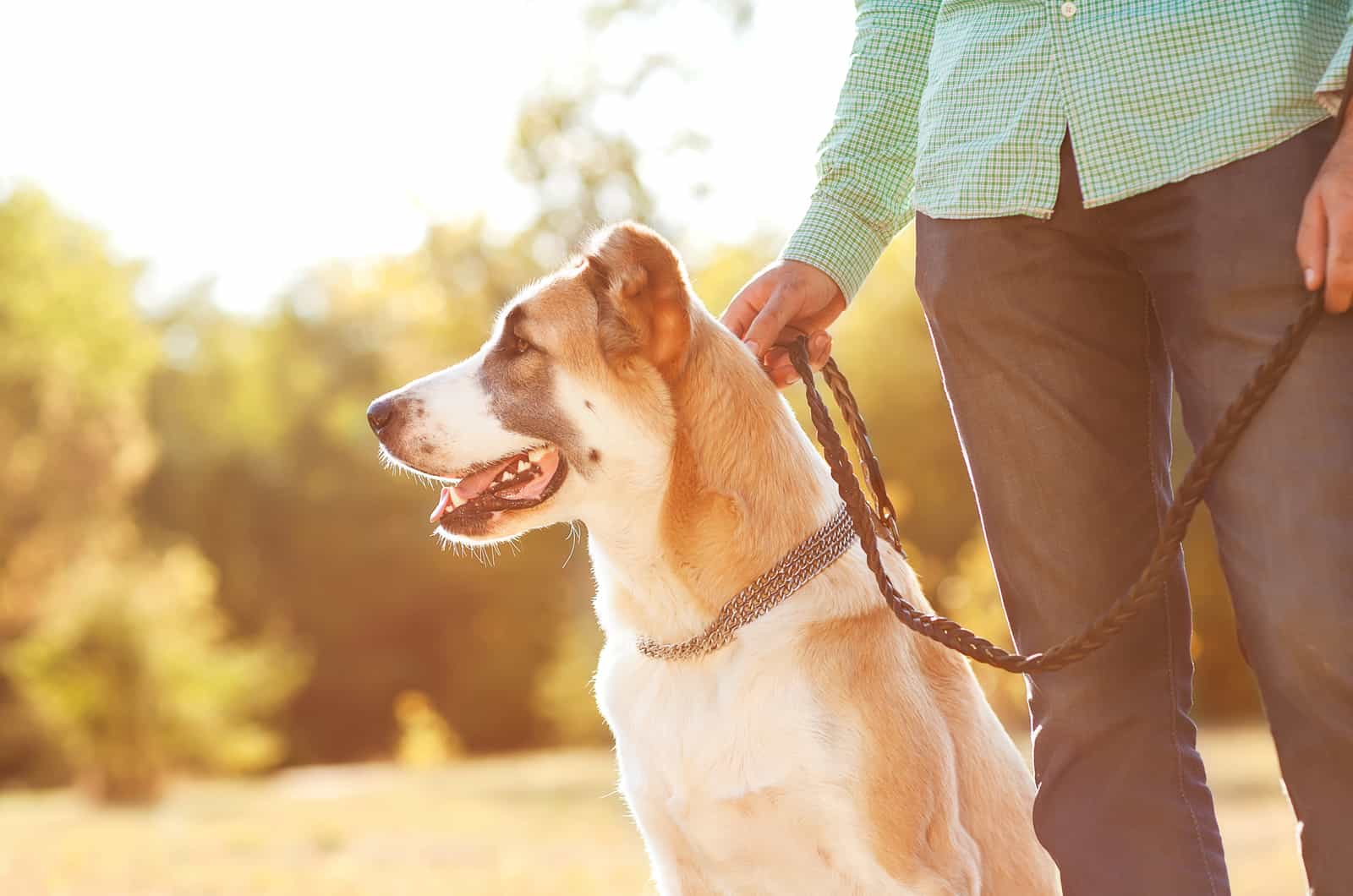 owner walking dog outside